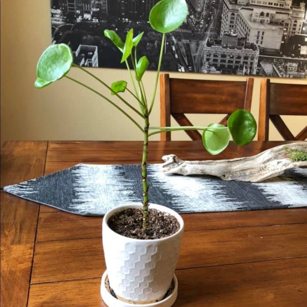 Meet your Posher, Momma